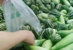 农民免费吃瓜视频,农民免费吃瓜，共享丰收喜悦