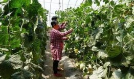 农民免费吃瓜视频,农民免费吃瓜，共享丰收喜悦